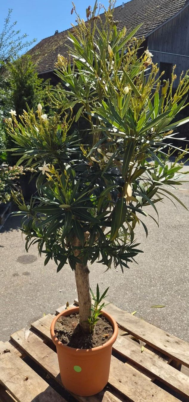 Piante & sementi: Nerium Oleander – weiss, einfach blühend – Usato da Forch venduto da WeberC 3