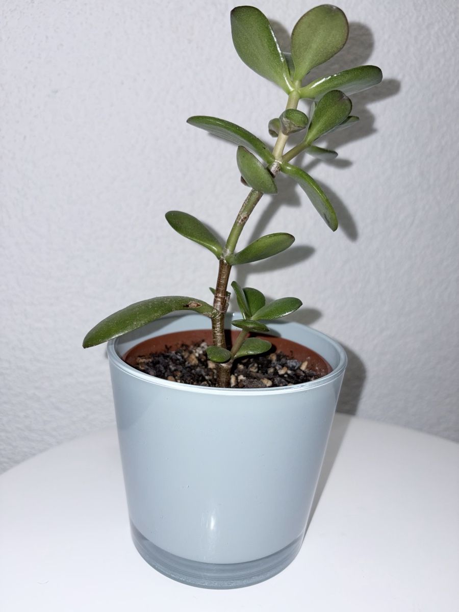 Plantes & graines: Crassula ovata with glass ceramic cache pot – D'occasion à Kilchberg ZH par malibubeach 1