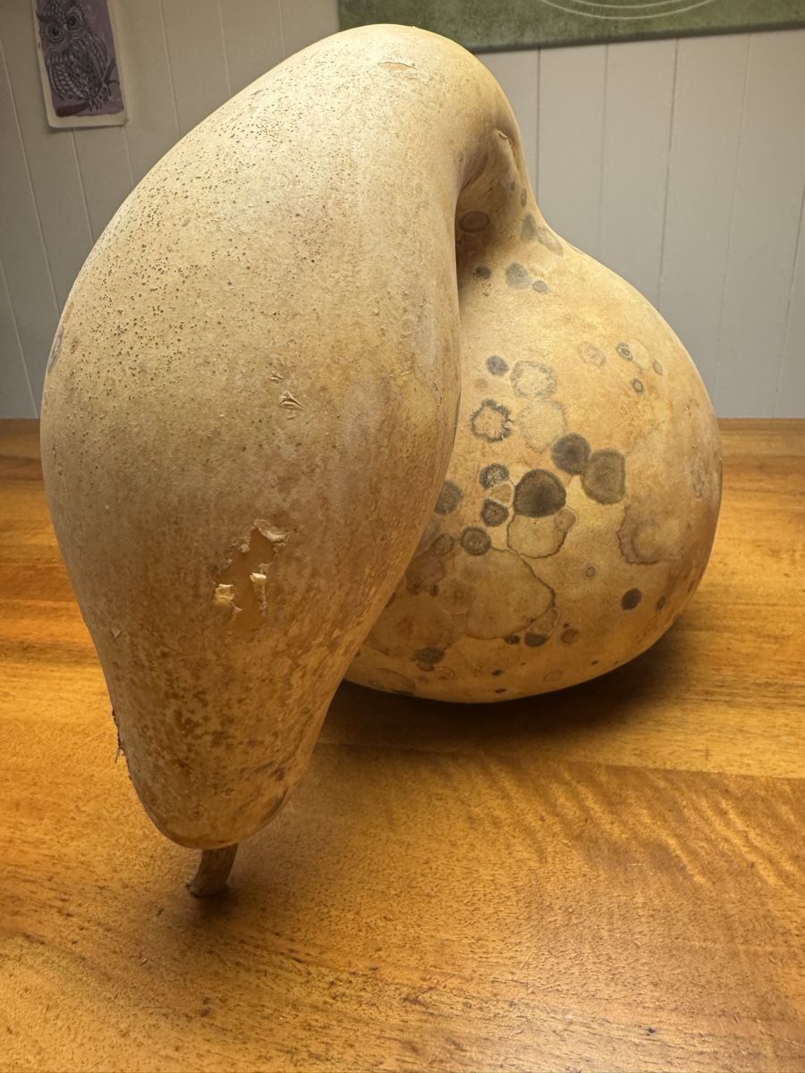 Tutte le decorazioni: Getrockneter Flaschenkürbis – Usato da Horgenberg venduto da pagi_11 2