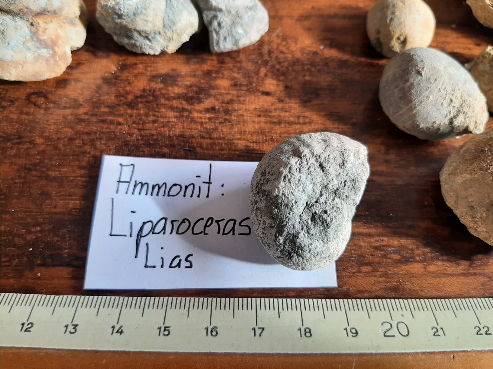 Fossili: Kleine Fossilien Sammlung – Usato da Rickenbach BL venduto da Oktober68 8