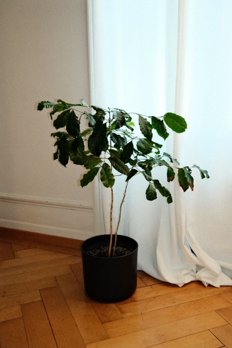 Plantes & graines: Kaffeepflanze – D'occasion à Zürich par dvblch