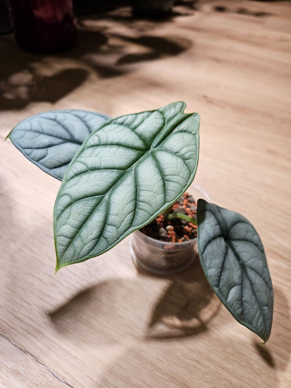 Piante & sementi: Alocasia Silver Dragon (small) – Usato da Buttikon SZ venduto da Jagoda87 2