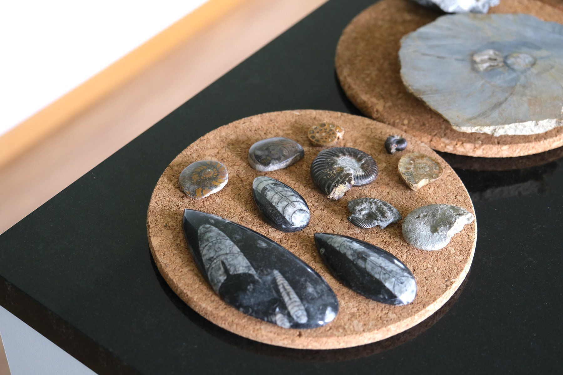 Fossili: Sammlung diverser versteinerter Fosillien – Usato da Olten venduto da RABe2000 1