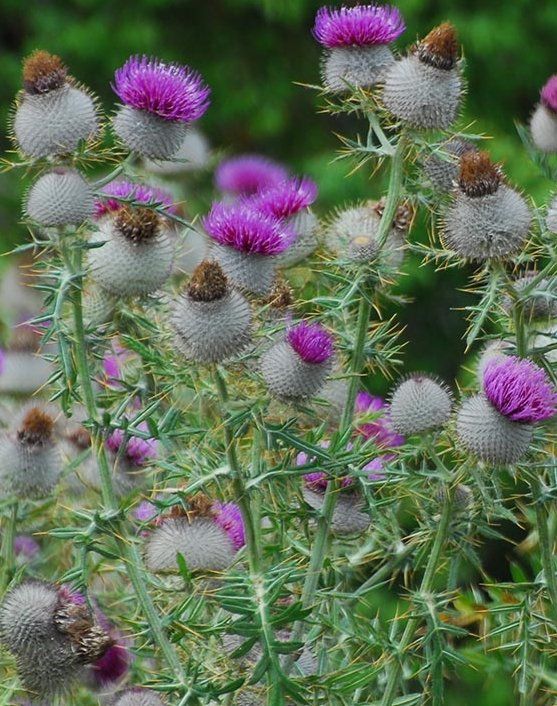 Pflanzen & Samen: Grosse Woll-Distel - Cirsium eriophorum - 25 Samen – Neu und originalverpackt aus Sumiswald von Cham14558 3