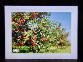 MIGROS MANIA Nature Detectives Nr. 98