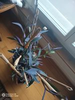 Purple heart o. Tradescantia pallida