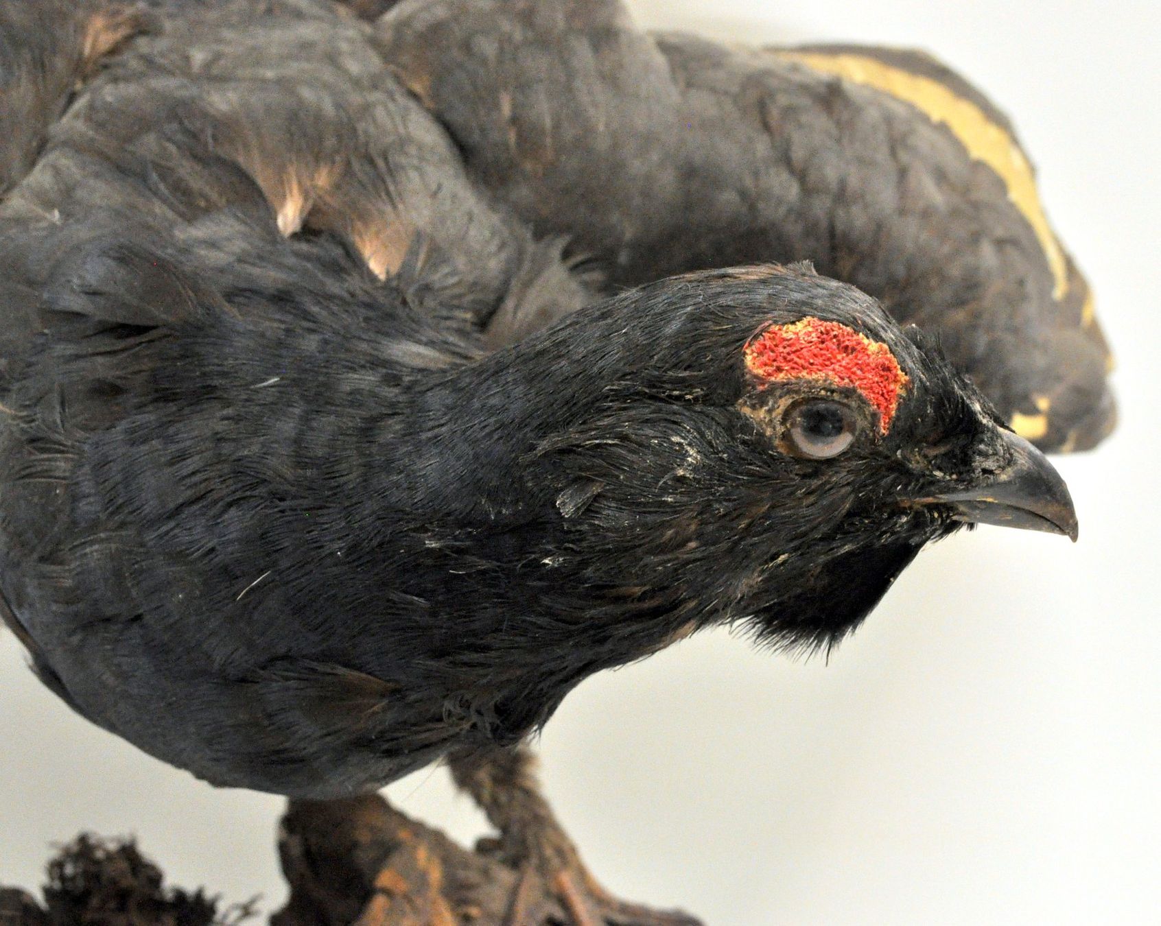 Il mondo degli animali: Tétras lyre naturalisé – Usato da Neuchâtel venduto da Neuchatel 5