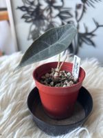 Alocasia Longiloba Purple Baby