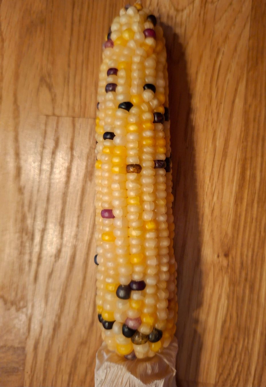 Piante & sementi: 5 Samen rare "Glass Gem Corn" ist ein feuersteinmais – Nuovo e nell'imballaggio originale da Rovio venduto da POSITIFFARTandPLANTS 2