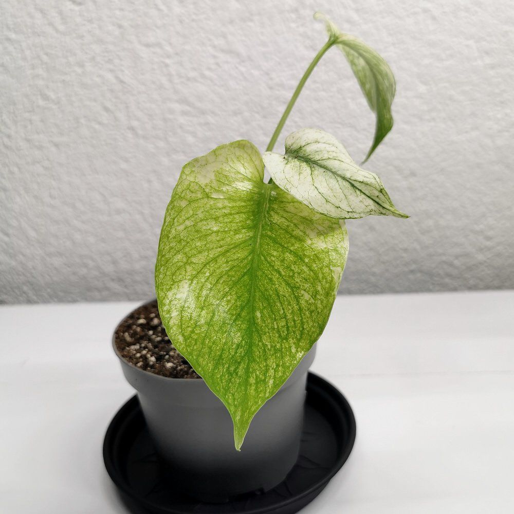 Plantes & graines: Monstera White Monster – Neuf (Voir description) à Walenstadt par vkt_qc8d 1