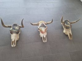 3 Original bemalte Büffelschädel der Indianer