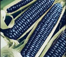 100 SAMEN  GRAINES SEMI SEEDS SEMILLAS