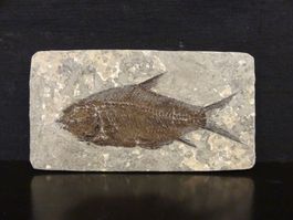Versteinerter Fisch Fossil JIANGHANICHTHYS - BLACK FISH