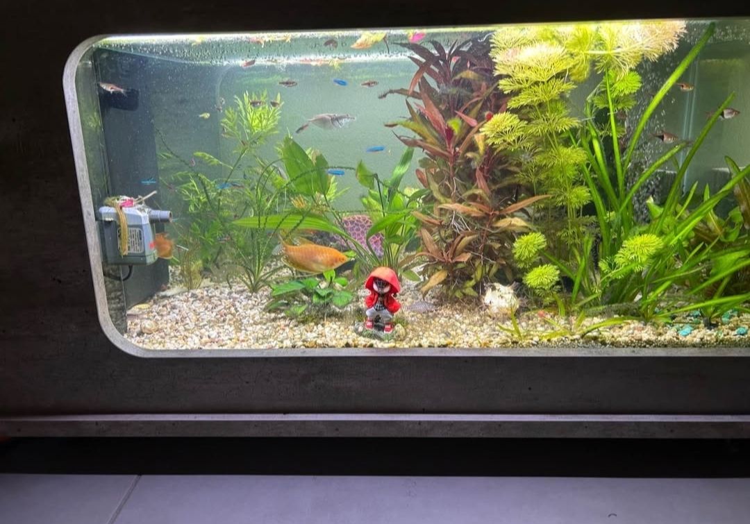 Aquarium: aquarium table – D'occasion à Schwarzsee par Blt1 2