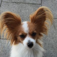 Profile image of Gimbim