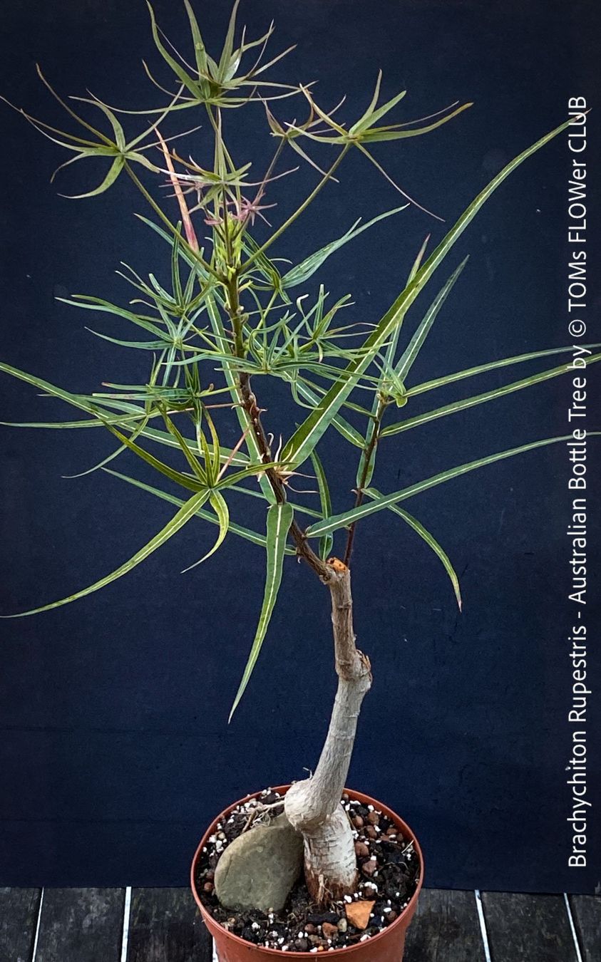 Piante & sementi: Brachychiton Rupestris - australischer Flaschenbaum – Nuovo e nell'imballaggio originale da Adliswil venduto da MarkyForest 2
