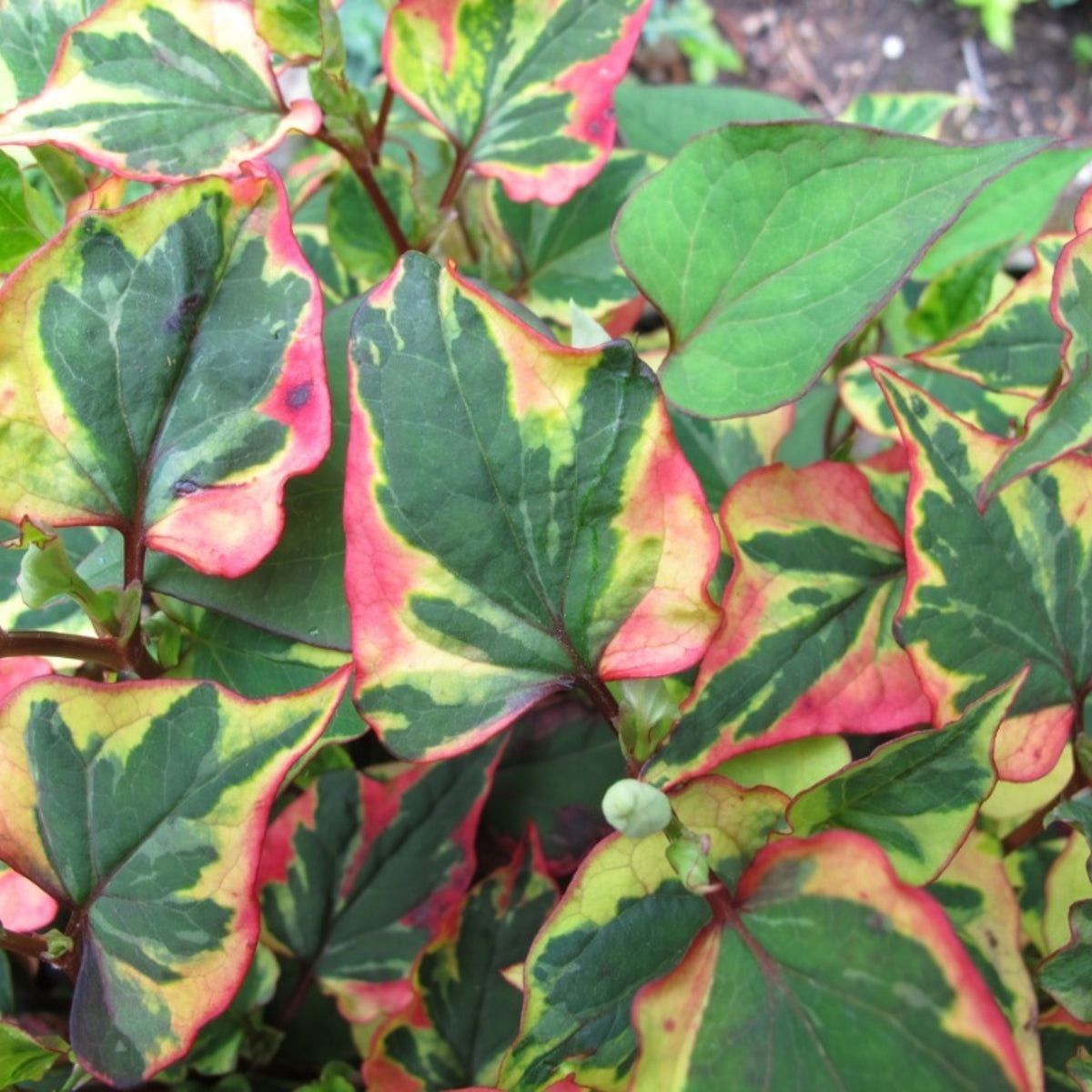 Pflanzen & Samen: Houttuynia cordata Chamelon 15-20cm – Neu (gemäss Beschreibung) aus Bremblens von FIBONACCI369 1