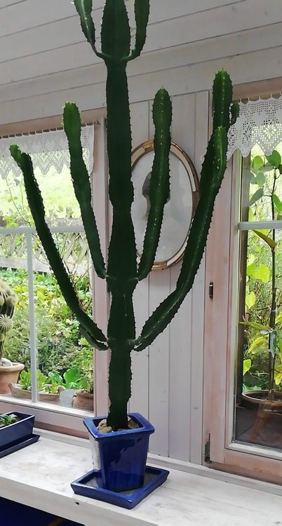 Grosser Kaktus Euphorbia Eritrea, 152cm, mit Topf. (Gebraucht) in  Wolfhalden fr CHF 40  nur Abholung auf Ricardo kaufen