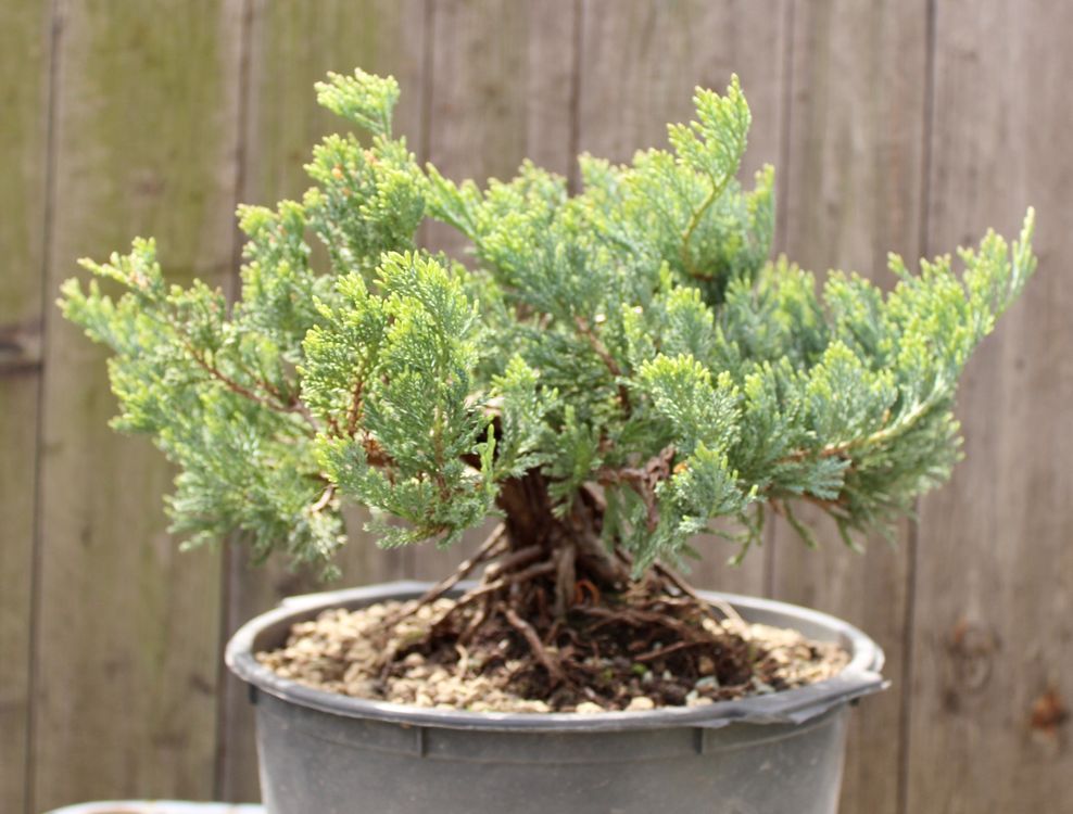 Kriechender Wacholder PreBonsai Kaufen auf Ricardo