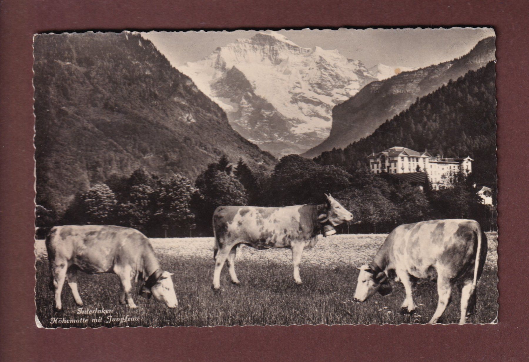 Cartoline postali: INTERLAKEN - Höhematte - Kühe - Jungfrau - 1949 – Usato da Pully venduto da nicecards-shop