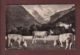 INTERLAKEN - Höhematte - Kühe - Jungfrau - 1949