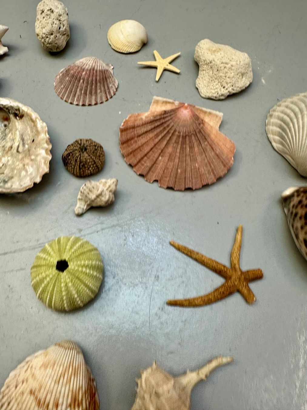Fossilien: MUSCHELN DIV AB 1.-!!! – Gebraucht aus Zürich von NIKI777 2