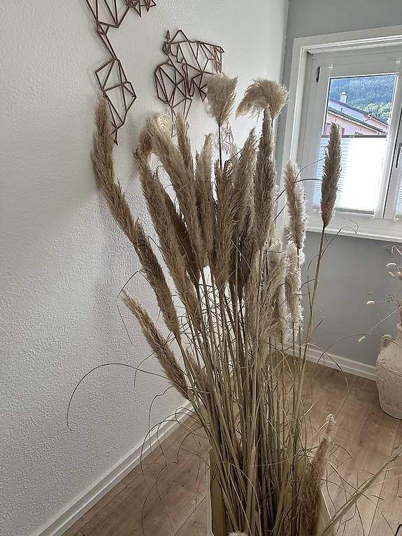 Piante & sementi: Pampas-Gras – Usato da Grenchen venduto da ChristinaNik