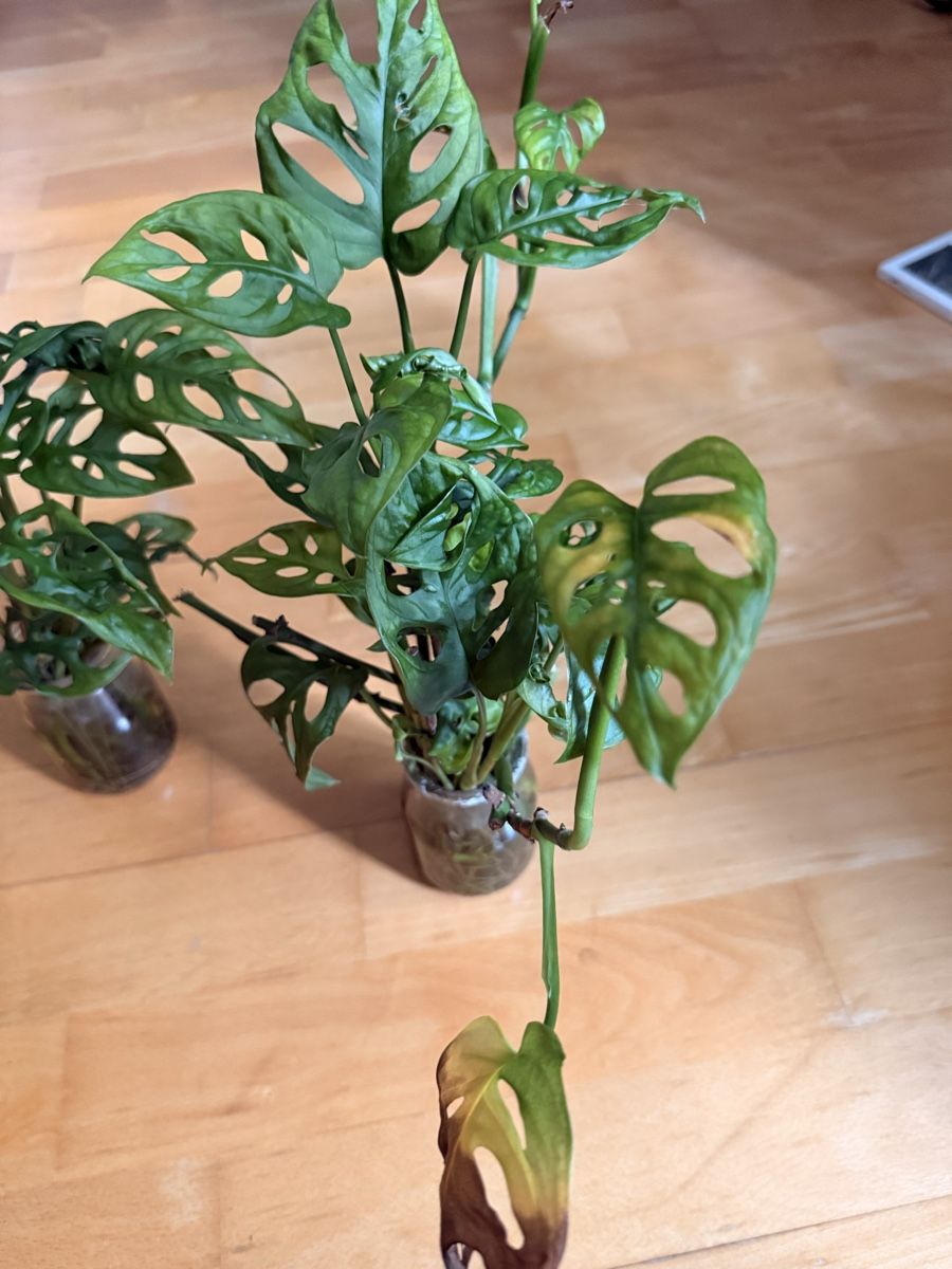 Pflanzen & Samen: Monstera Adansonii (monkey leaf) – Gebraucht aus Rafz von jca_98p5 2