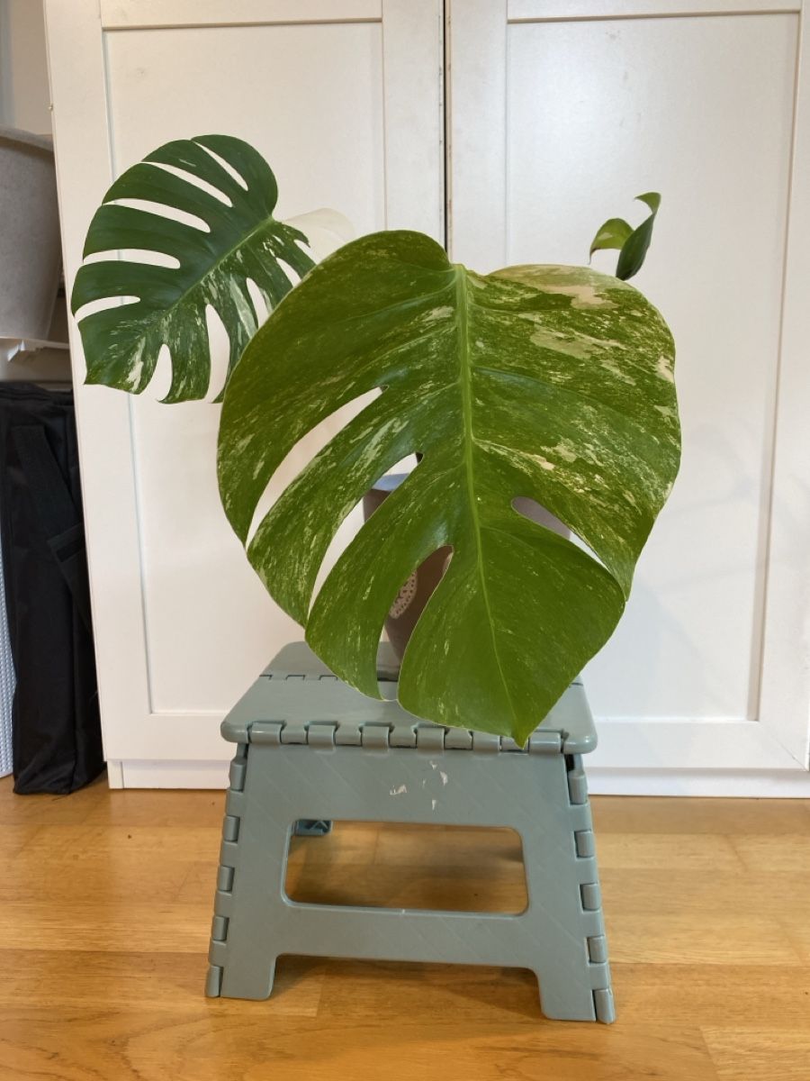 Plantes & graines: Monstera borsigiana variegata – D'occasion à Zürich par sim_hly6 2