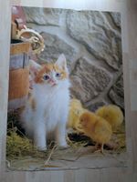 Kleine Katze mit Kücken