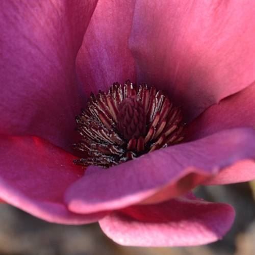 Piante & sementi: Magnolia 'Génie'  20-30cm – Nuovo (secondo la descrizione) da Bremblens venduto da FIBONACCI369 2