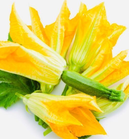Pflanzen & Samen: Zucchini multi Blume XL 10 Samen – Neu und originalverpackt aus Rovio von POSITIFFARTandPLANTS 4