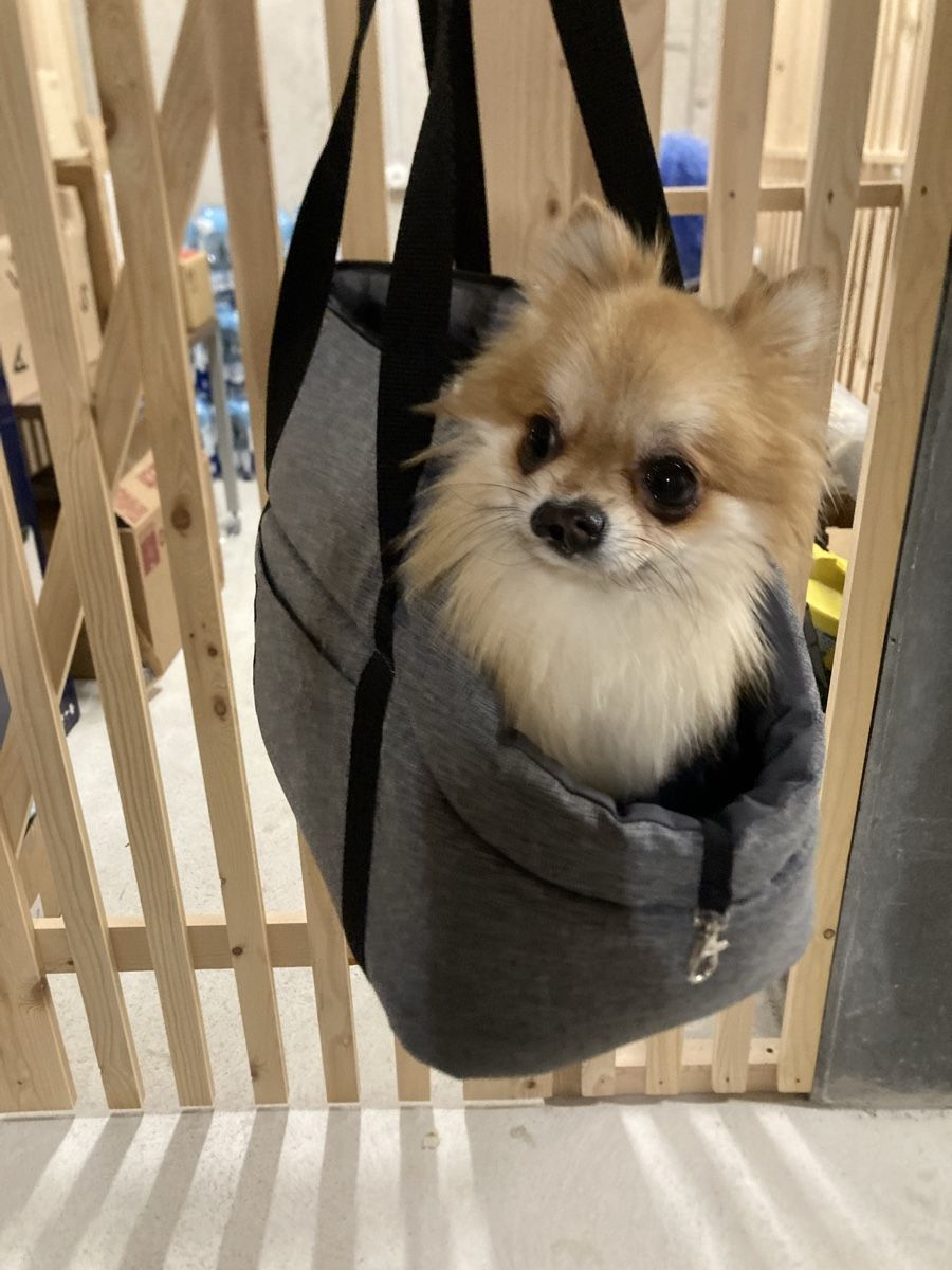 Niches, paniers: Neu! Hundetasche Grau – Neuf (Voir description) à Schlieren par Bella79 2