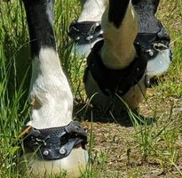 2 Paar Floating Boots M1, mit Stifte, Gaiter L