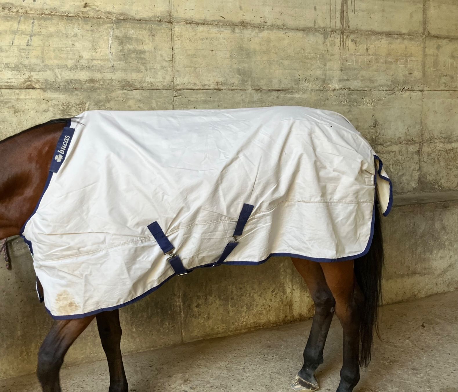 Decken & Deckenzubehör: Bucas regendecke Sun Shower 145cm Warmblut – Gebraucht aus kottwil von opononi