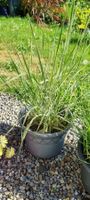 Elegrass 'Overdam' im Topf - Perfekt für den Garten!