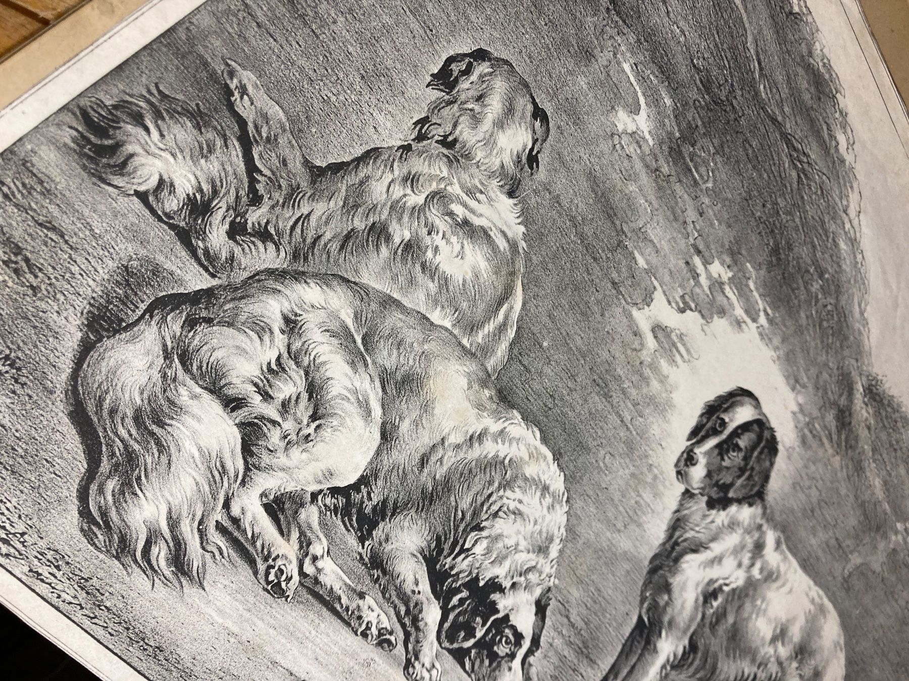 Grafica & Litografie: chiens hund lithos antik – Usato da St-Cierges venduto da LeRegain