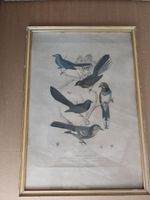 An old print depicting birds - frame with glass - cm 39x55