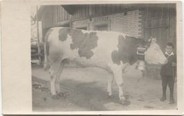 Landwirtschaft/Knabe 1923 mit Kuh Frauenfeld TG
