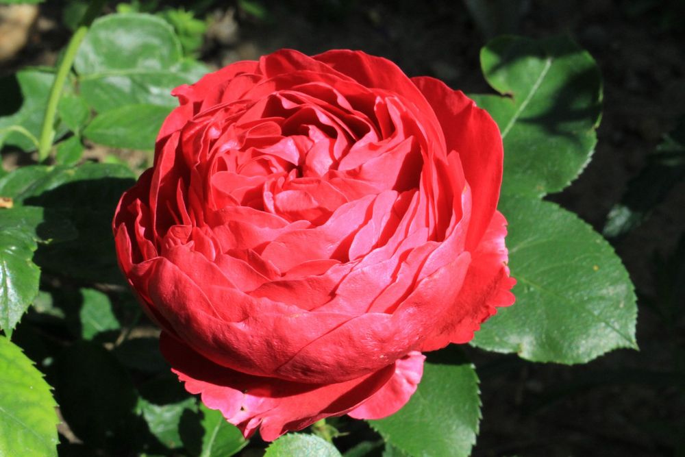 Rote Rosen in rotem grossen Keramiktopf (Gebraucht) in Ettenhausen TG ...
