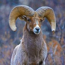 Profile image of Mudro