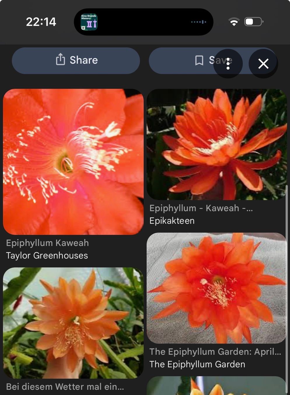 Piante & sementi: Epiphyllum 'Kaweah' epiCactus – Usato da Stallikon venduto da k2d_lcg9
