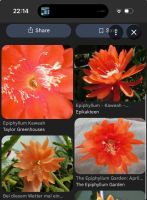 Epiphyllum 'Kaweah' epiCactus