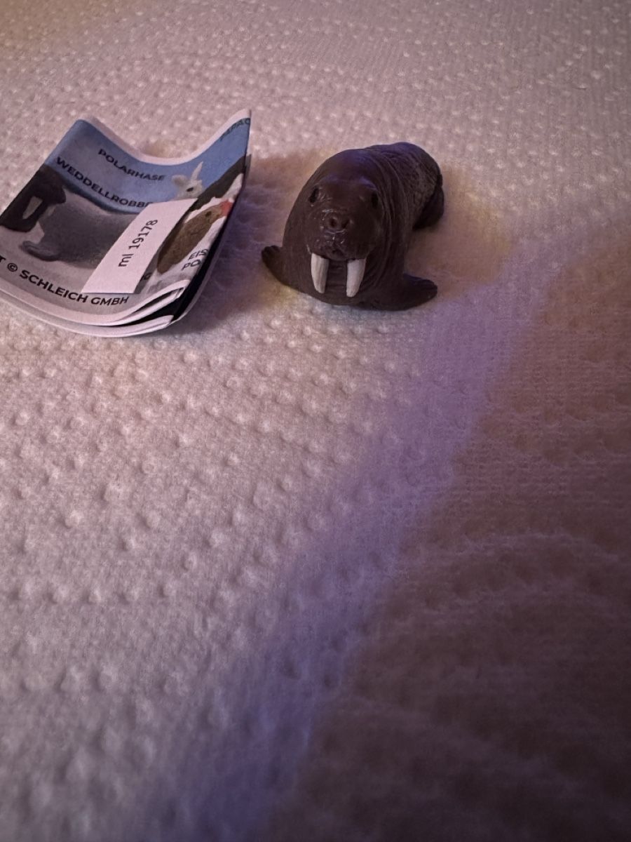 Schleich Statuette: Schleich Sammelfigur Walross , neu – Nuovo e nell'imballaggio originale da Wangen b. Olten venduto da MOMO80 1