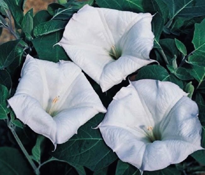 Pflanzen & Samen: LETZTE 15 SAMEN GRAINES SEMI: DATURA STRAMONIUM – Neu und originalverpackt aus Rovio von POSITIFFARTandPLANTS 1