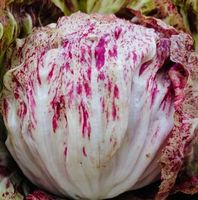 Ab 5.- fr 10 SAMEN BLATTZICHORIE ROT “VARIEGATA DI CHIOGGIA"