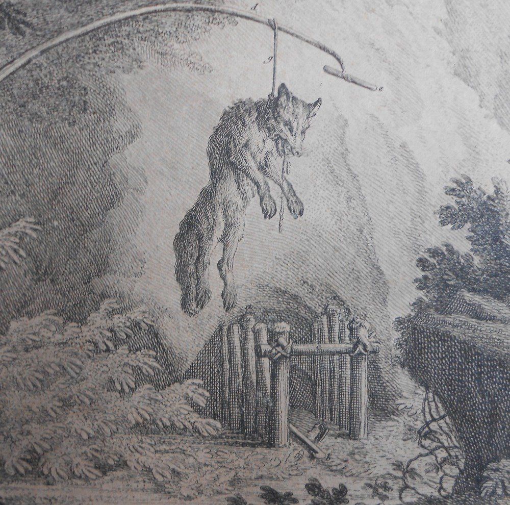 Incisioni: Kupferstich von Ridinger. Ca 1740. – Usato da Basel venduto da Domba 1