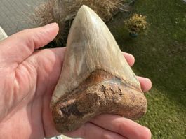 Top Megalodon Zahn Indonesien