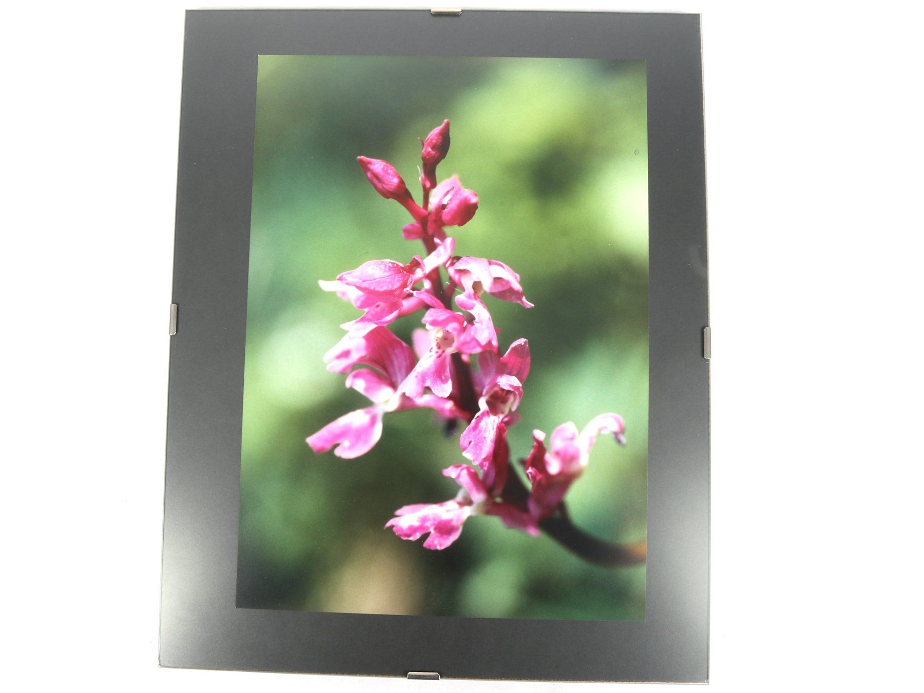 Posters & Illustrations: BILD Blume lila – D'occasion à Steinen par Restwert_Steinen
