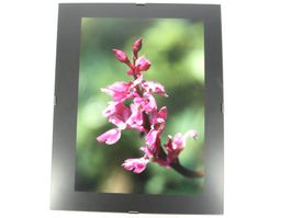 BILD Blume lila